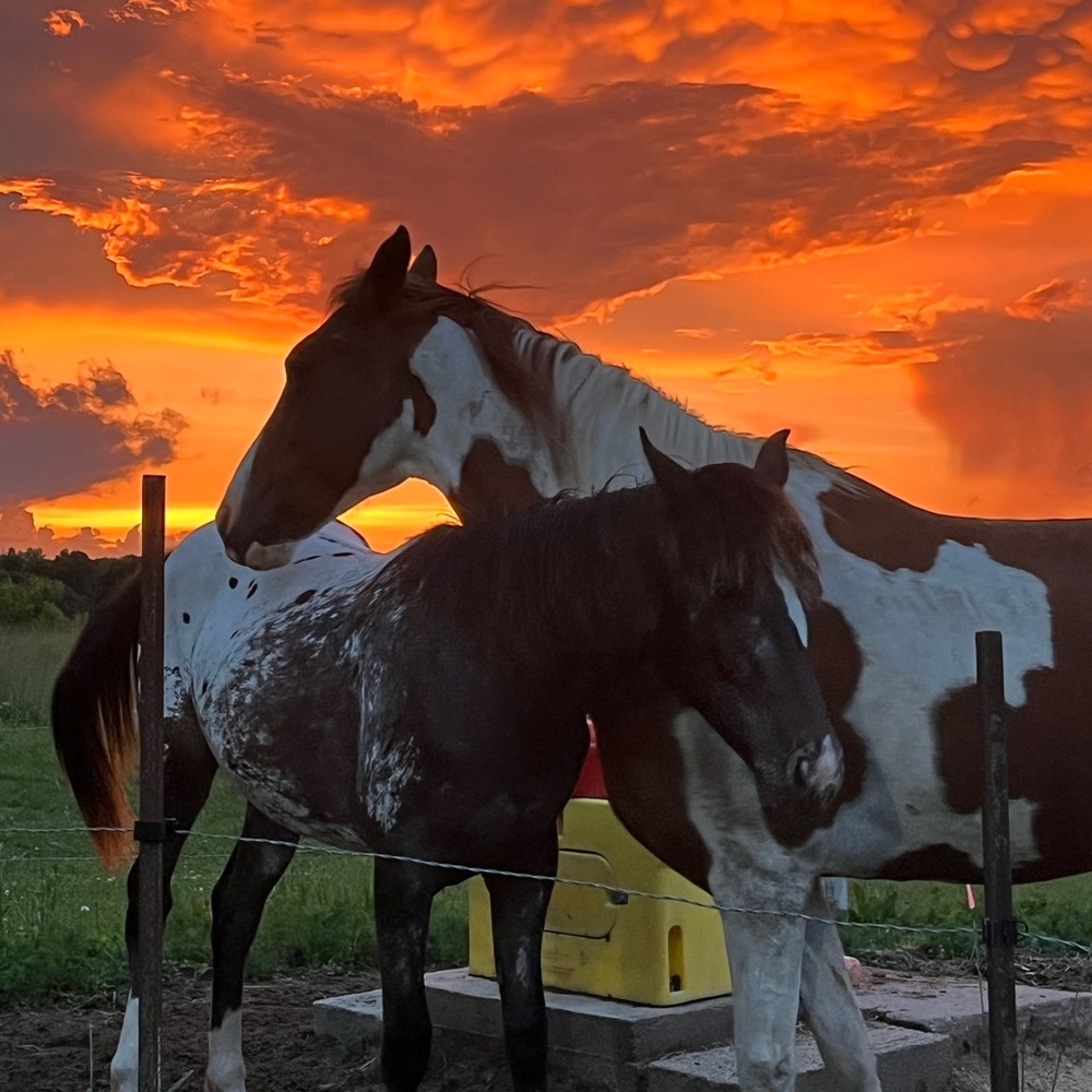 Meet your Posher, Trisha